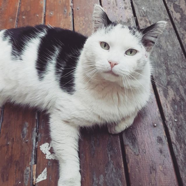 Grubby Located In Bundoora Male Domestic Short Hair Cat In Vic