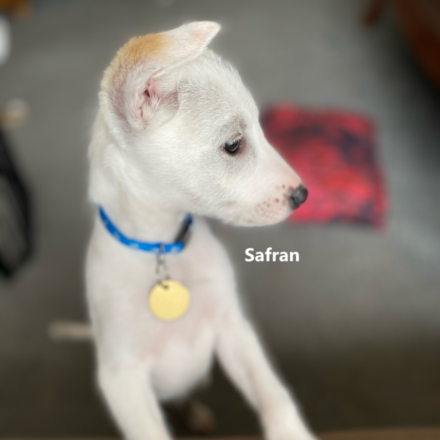 Photo of Kuchen Or Safran 