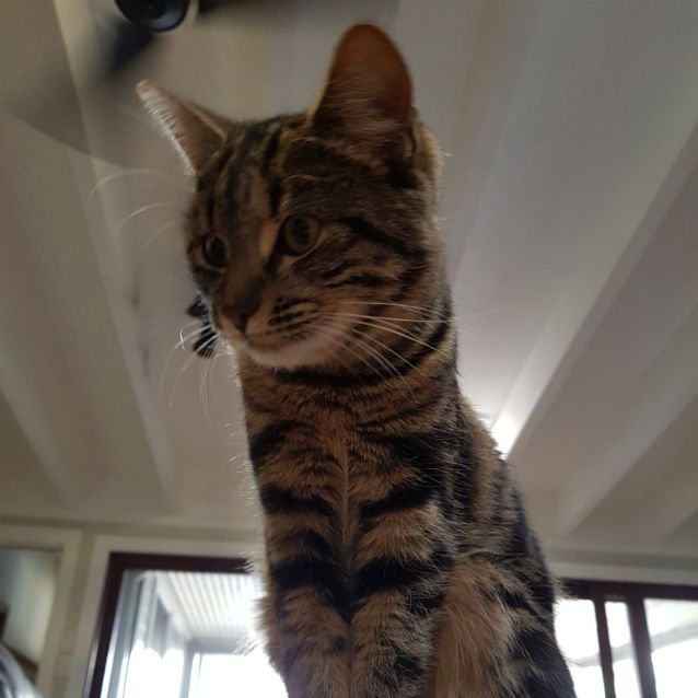 Photo of Sass ~ Kitten (On Trial 24/7/19)