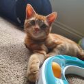 Photo of Murphy ^Dandy Cat Rescue^