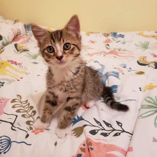 Tiggy