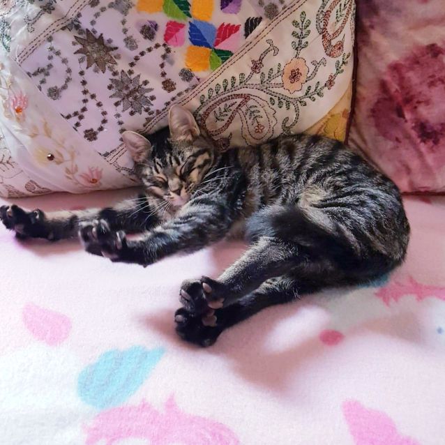 Photo of Tiger