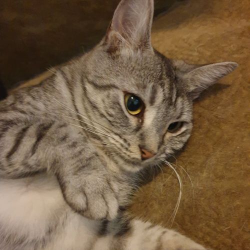 Yogi - Meet Me at Neko HQ in Preston