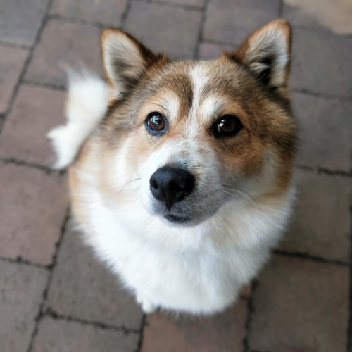 Tadashi