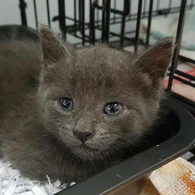 Photo of Romeo 