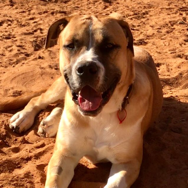 Photo of Boss *On Trial In His New Home*