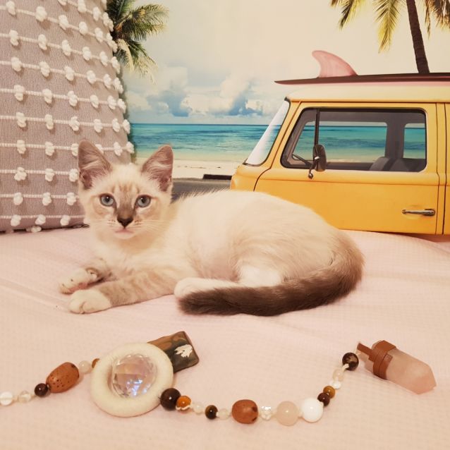 Photo of Delilah