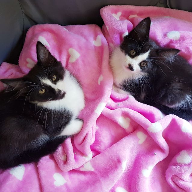 Photo of Rescue Kitten Showroom