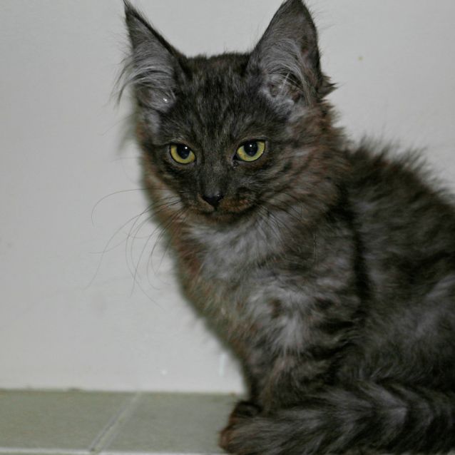 Lynx Sk3035 Male Ragdoll Cat In Wa Petrescue