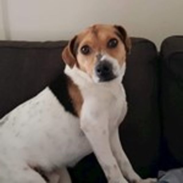 Photo of Yogi