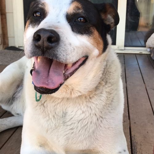 Calvin *On Trial in His New Home*