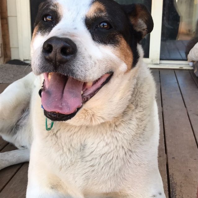 Photo of Calvin *On Trial In His New Home*