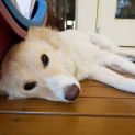Photo of Vanilla