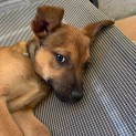 Photo of Kinobi