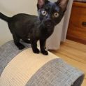 Photo of Oliver