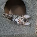 Photo of Minty