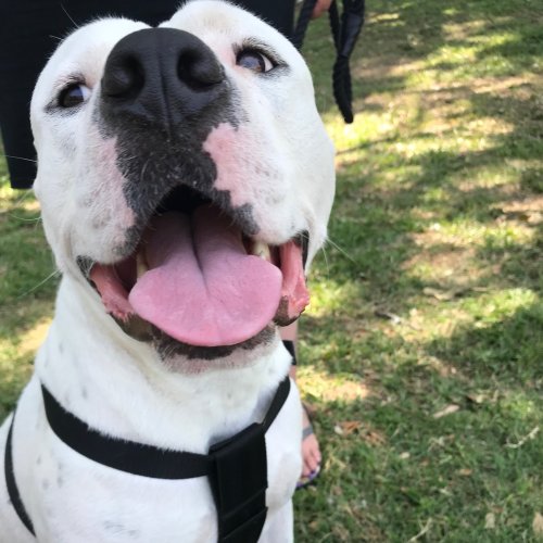 Tyson
