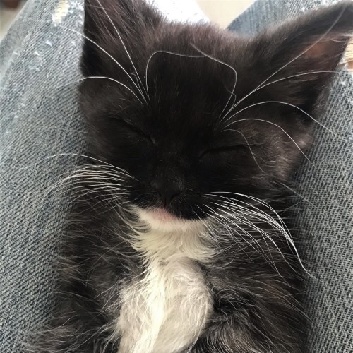 Jackpot ^^Dandy Cat Rescue^^