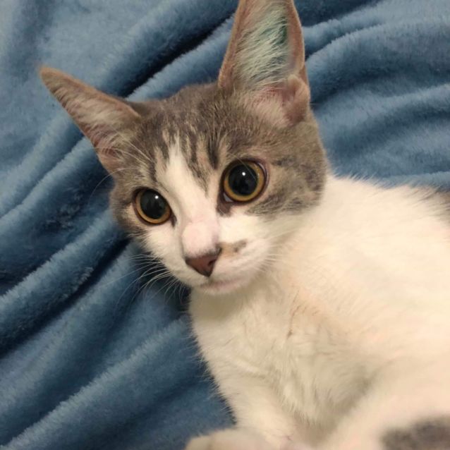 Photo of Fergie   Meet Me At Neko Hq/Cat Lounge In Preston