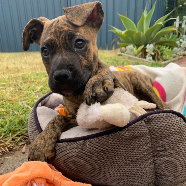 Puppy Griffen Dl2256 Large Male Mastiff Mix Dog In Wa Petrescue