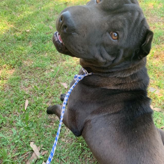 Photo of Jimmy (On Adoption Trial)