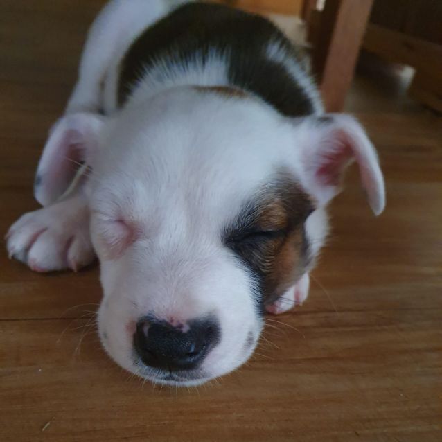 Photo of Pebbles Db522