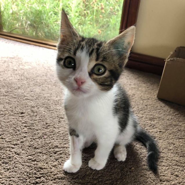 Photo of Sugar **2nd Chance Cat Rescue**