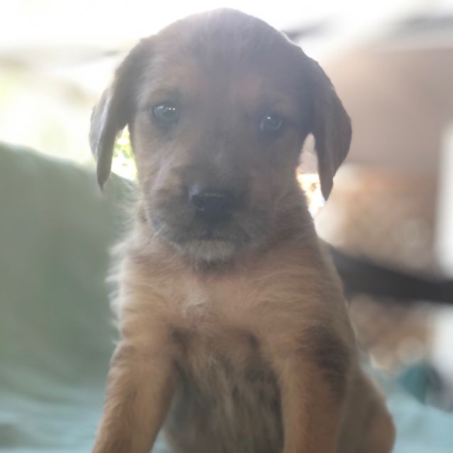 Photo of Frankie