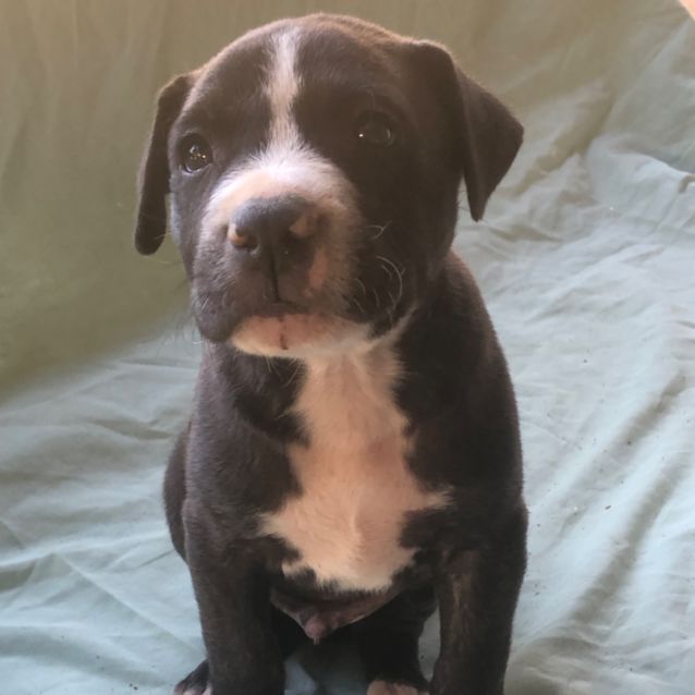 Photo of Harley (Now On Adoption Trial)