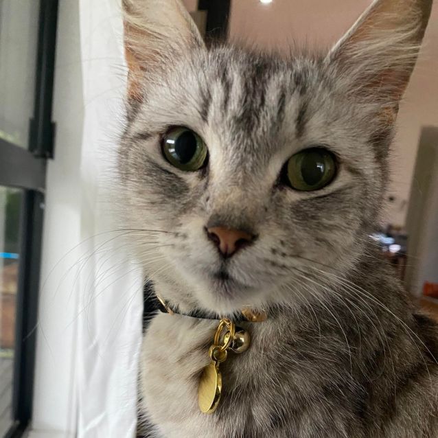 Photo of Twinkle ~ 2yr Old Cat (Adopted 11/2020)