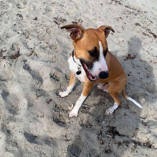 Photo of Nugget Dl2653