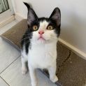 Photo of Cookie