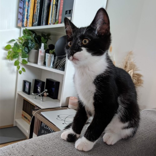 Hudson ^Dandy Cat Rescue^