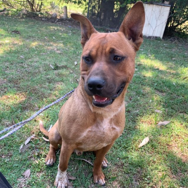 Photo of Texas  (Now On Trial Adoption)