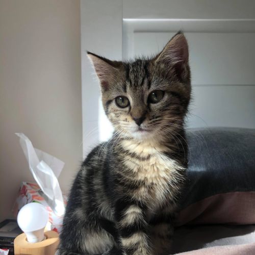 Jessie **2nd Chance Cat Rescue**