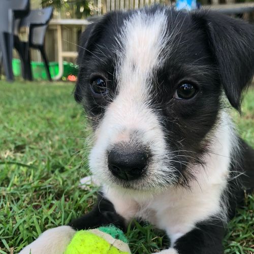 Evie 