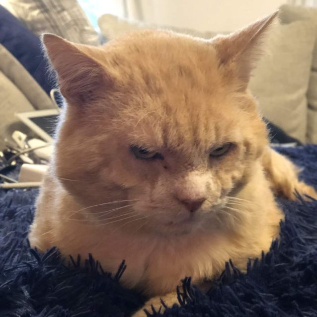 Photo of 🧡🧡🧡Freddie🧡🧡🧡