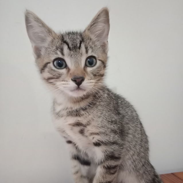 Photo of Tiger