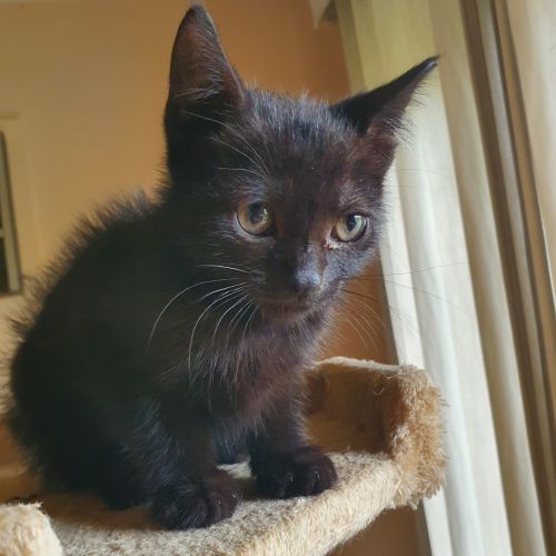 Coal
