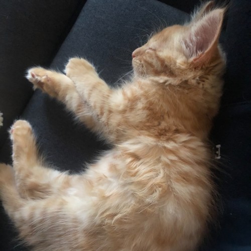 Oscar