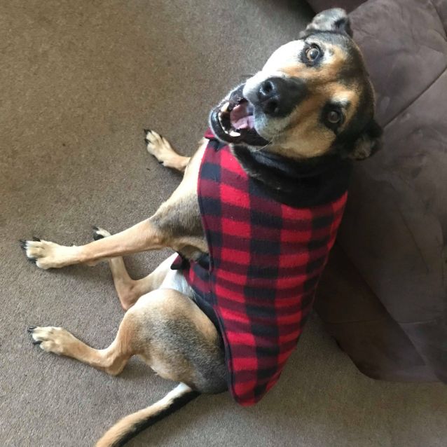 Photo of Sassy Db306