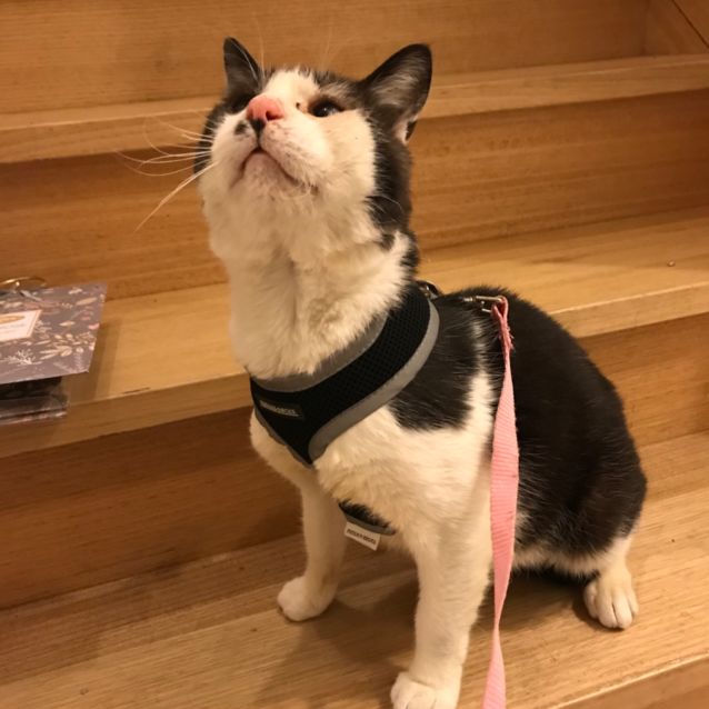 Photo of Joker 