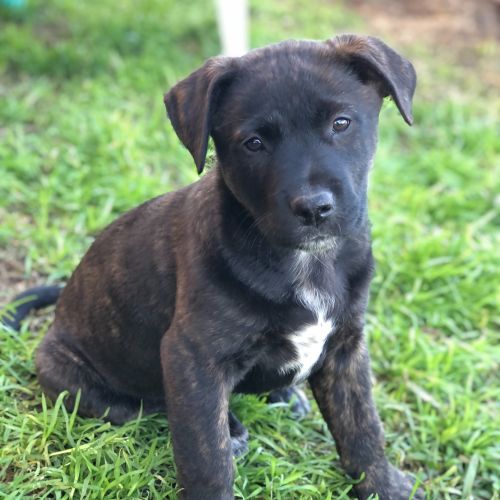 Frankie ~ Staffy X Lab Puppy(On Trial 31/07/21)
