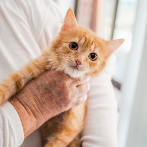 Omie ~ 4 month old female kitten