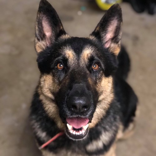 Fonz 