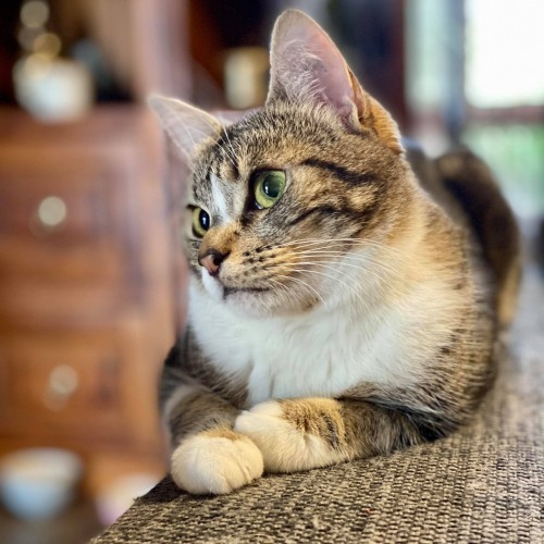 💗 Gracie - Special Needs  💗