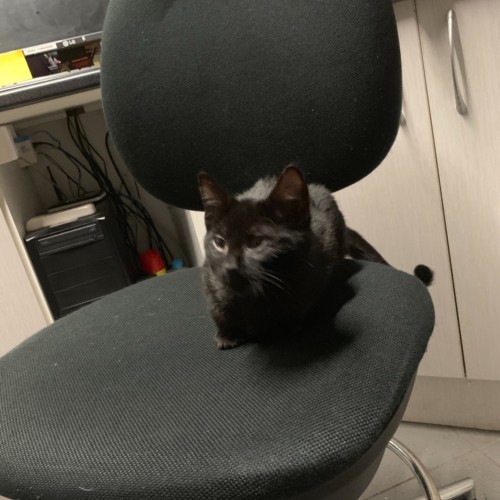 Leo