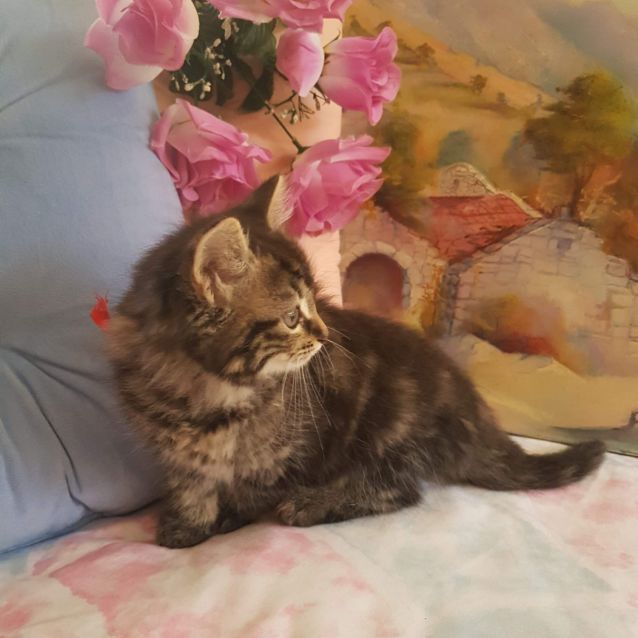 Photo of Lily