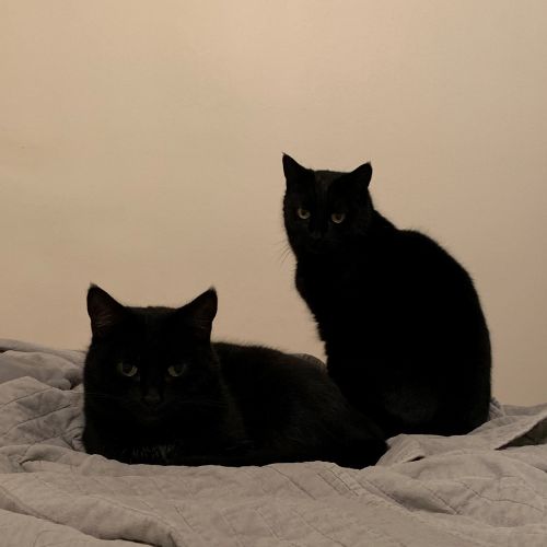 Matilda -  Meet me in Cat Lounge/Neko HQ Preston