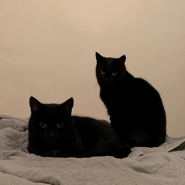 Photo of Matilda    Meet Me In Cat Lounge/Neko Hq Preston